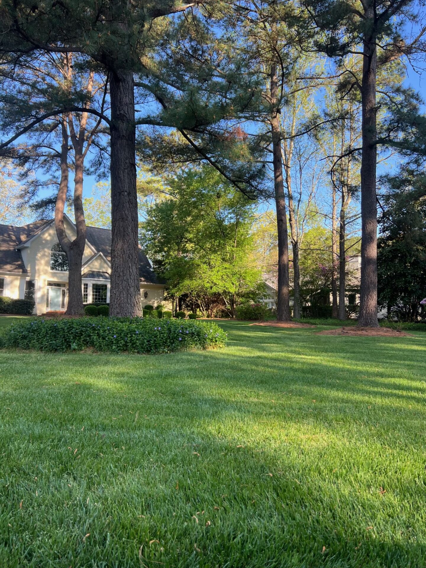 A cozy suburban house surrounded by tall trees and a well-maintained green lawn, capturing the tranquility of a sunny day.