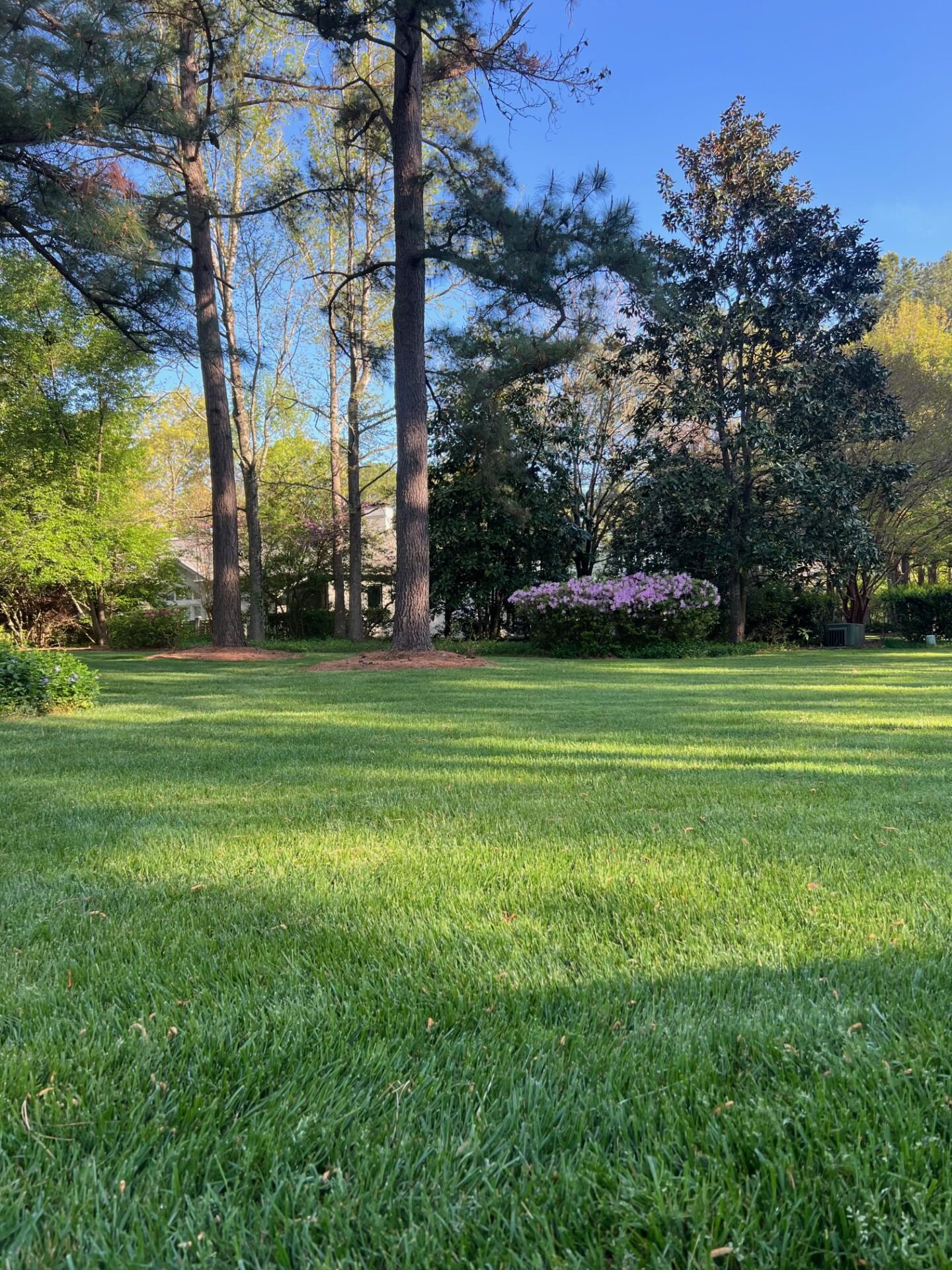 A serene park scene featuring lush green grass, tall trees, and vibrant blooming flowers under a clear blue sky. No people are visible.