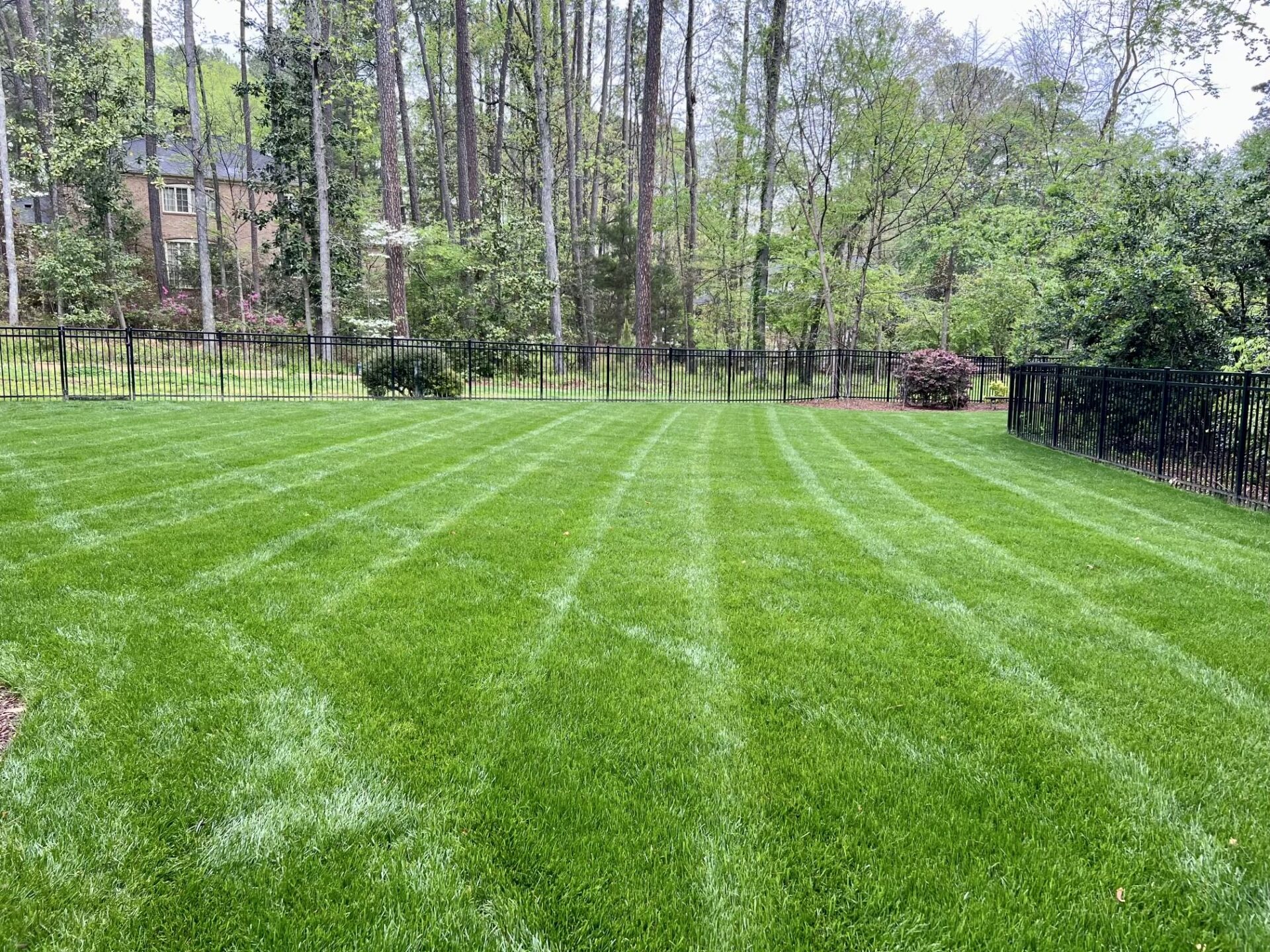 A well-maintained lawn with striped mowing pattern, surrounded by trees and a black fence. House partially visible in the background.