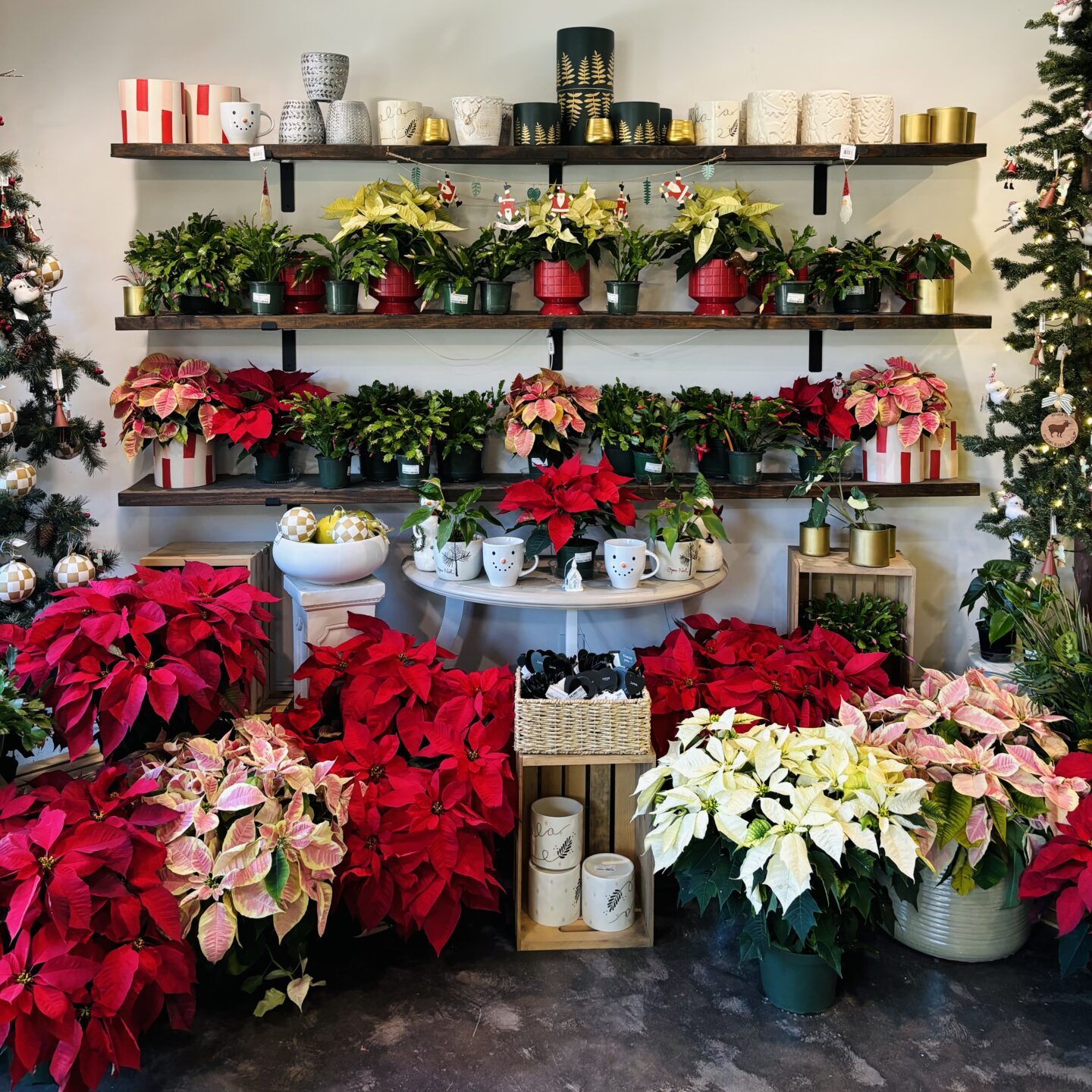 A festive display with red and white poinsettias, decorative mugs, and holiday-themed pots on shelves. Christmas trees frame the vibrant arrangement.
