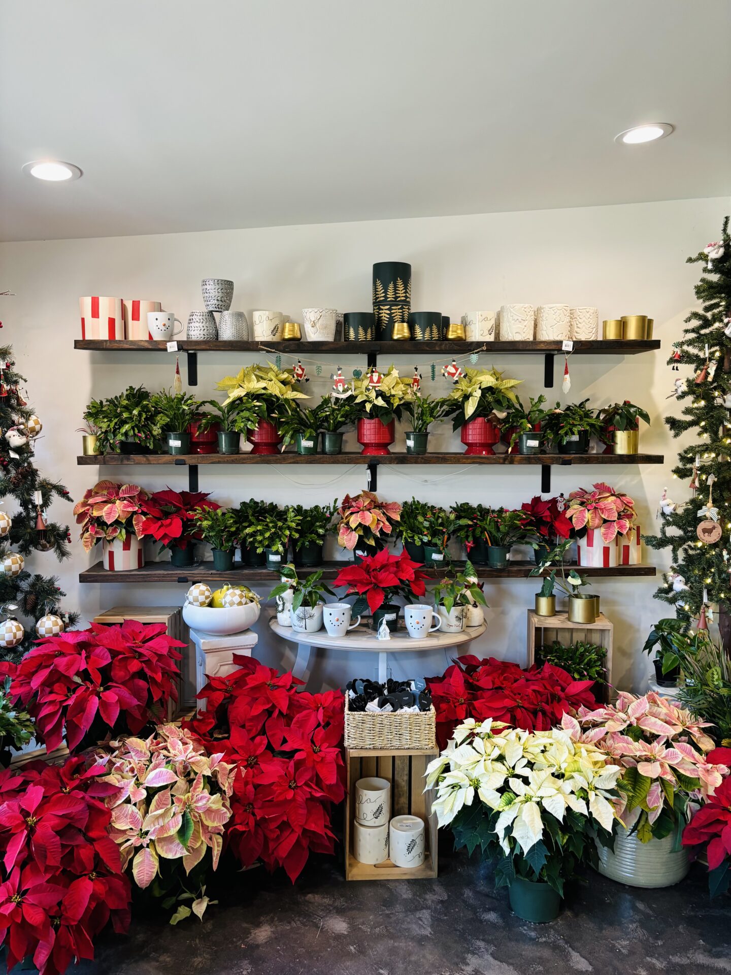 A festive display with red and white poinsettias, decorative mugs, and holiday-themed pots on shelves. Christmas trees frame the vibrant arrangement.