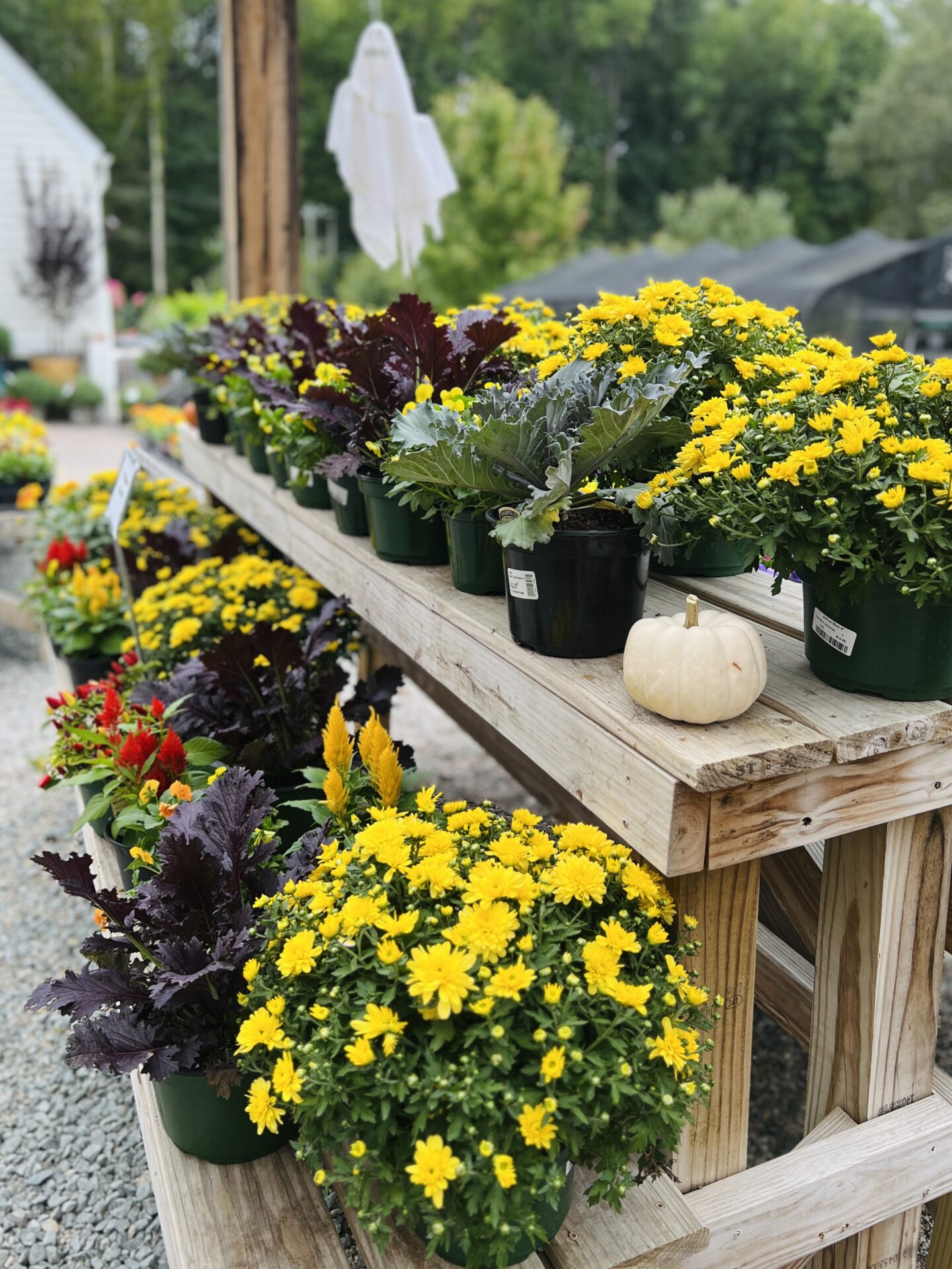 A wooden display holds vibrant yellow flowers and a white pumpkin, with greenery and a ghost decoration in the background.