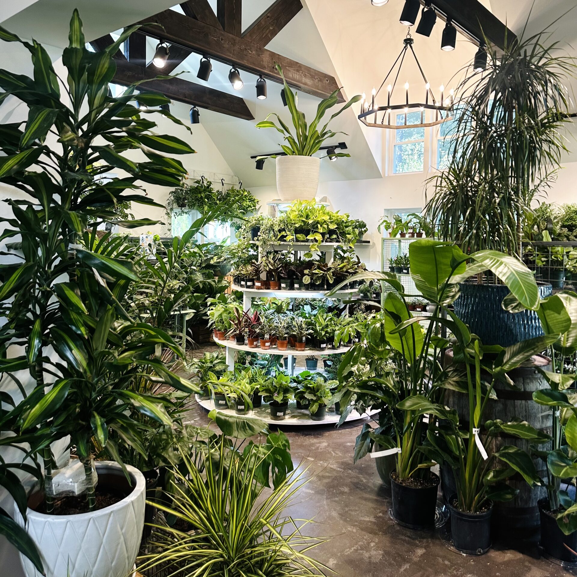 A lush indoor plant shop with greenery displayed on circular shelves, wooden beams overhead, and a hanging light fixture. Bright natural light filters in.