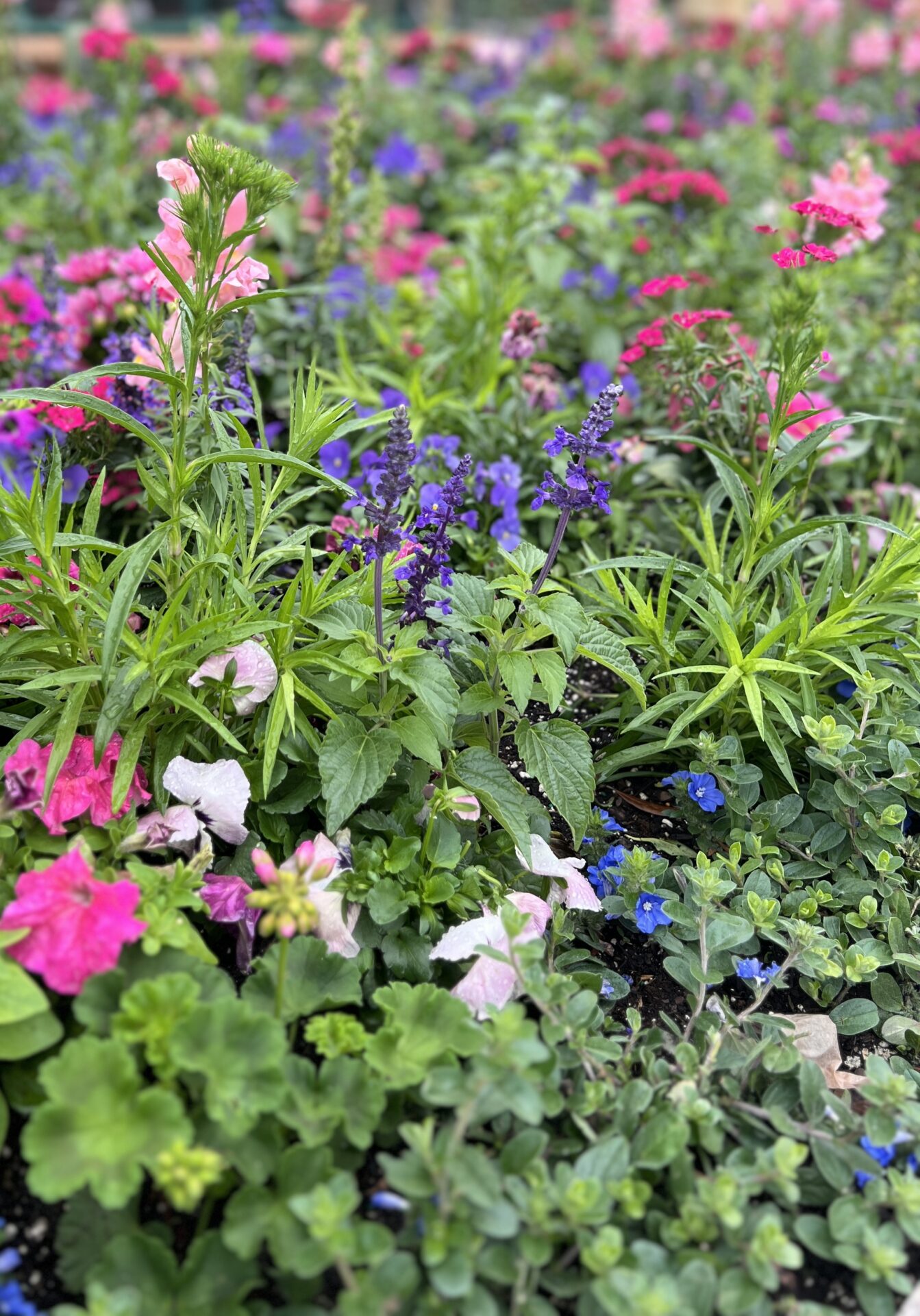 A vibrant garden scene featuring diverse pink, purple, and blue flowers surrounded by lush green foliage, creating a colorful and lively atmosphere.