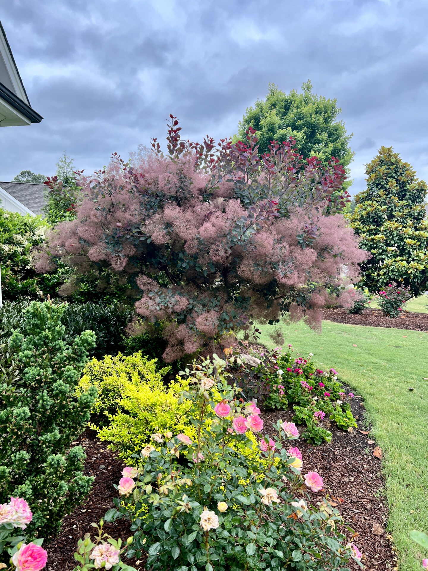 Garden scene with blooming pink smoke tree and roses, surrounded by various green shrubs and plants under a cloudy sky. No people or landmarks present.