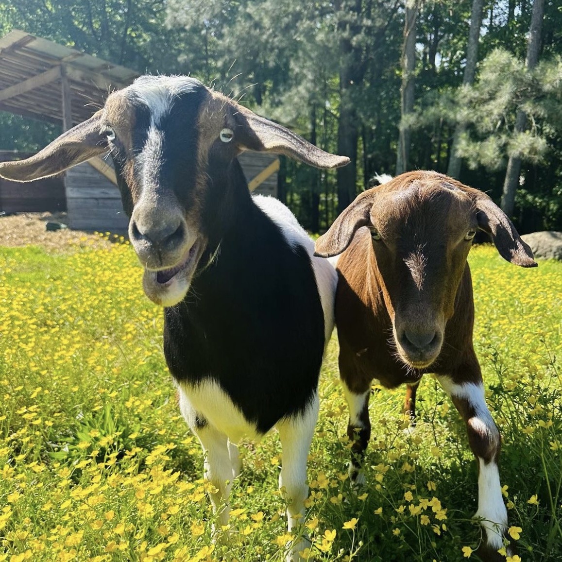 Two goats stand in a field of yellow flowers, with a wooden shelter and trees in the background under a clear blue sky.