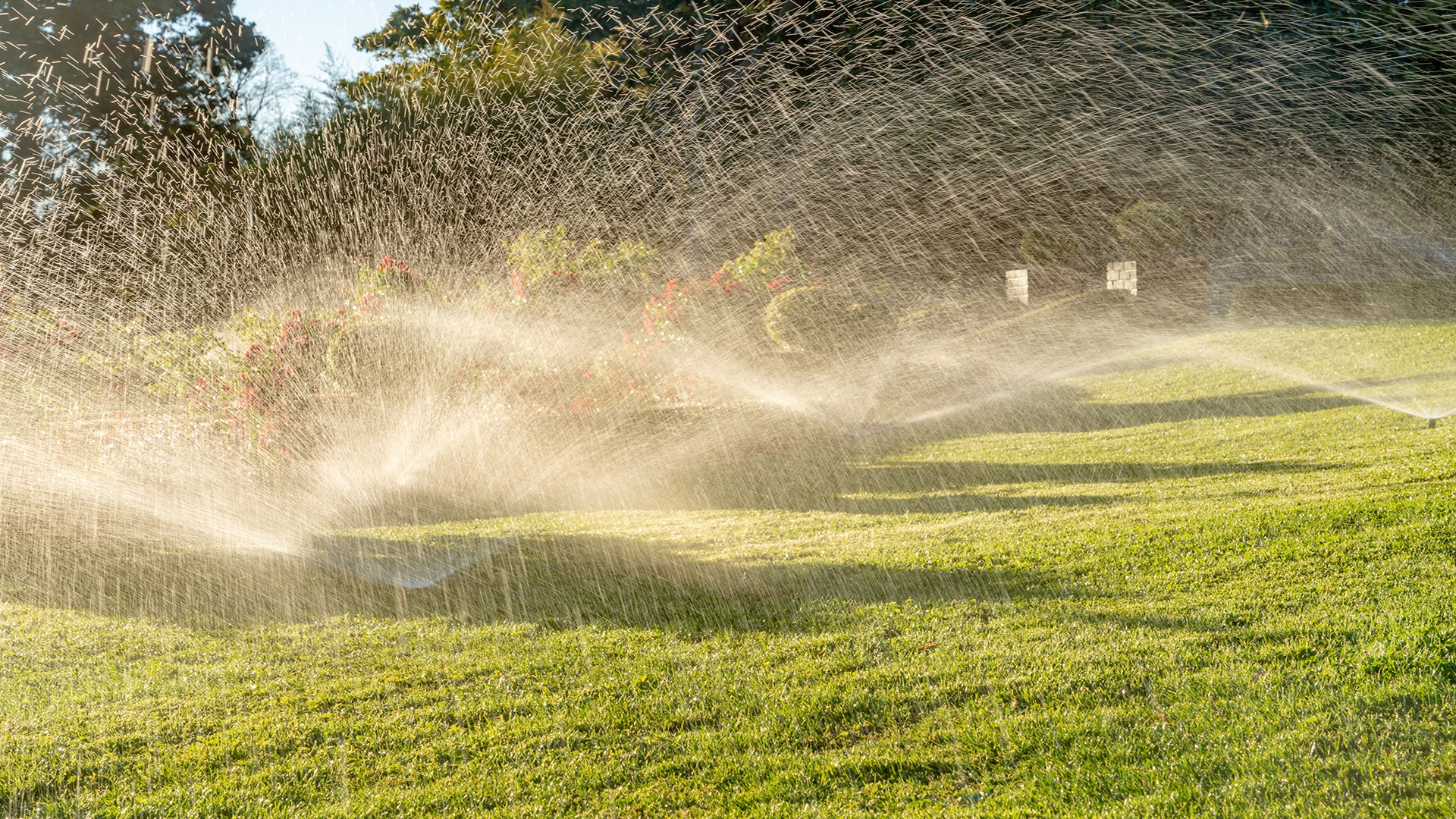 A garden with green grass is being watered by sprinklers, creating a misty effect in the sunlight. Trees and shrubs are visible.