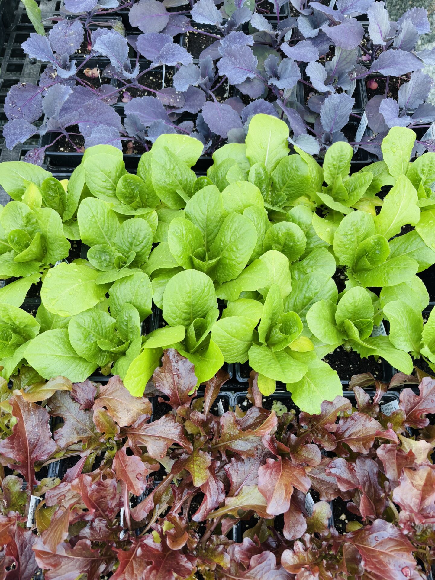 Three types of leafy greens in trays: purple kohlrabi, bright green lettuce, and red lettuce. Arranged neatly, ready for planting.
