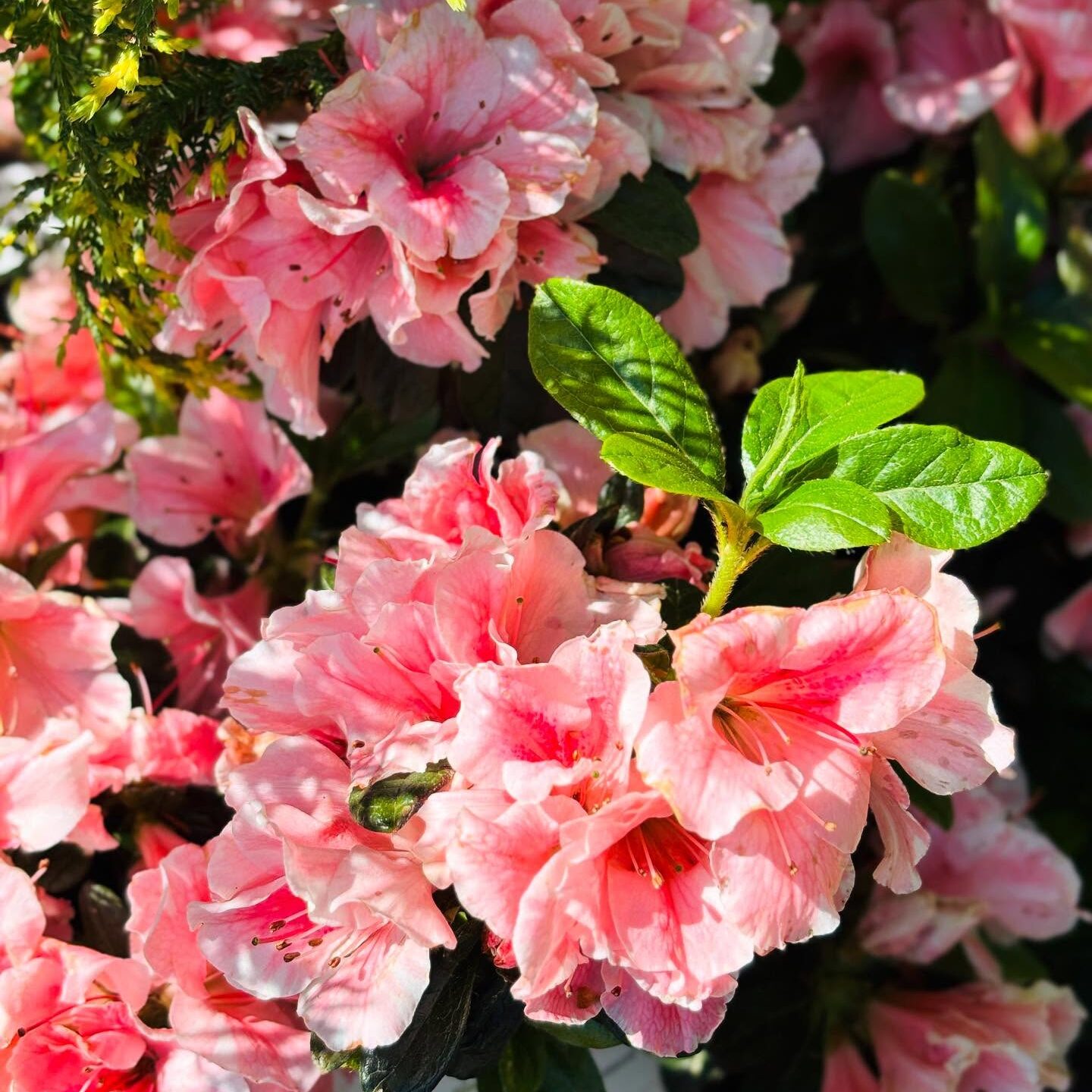 Close-up of vibrant pink azalea flowers in bloom, surrounded by lush green leaves, basking in sunlight, creating a vivid garden scene.