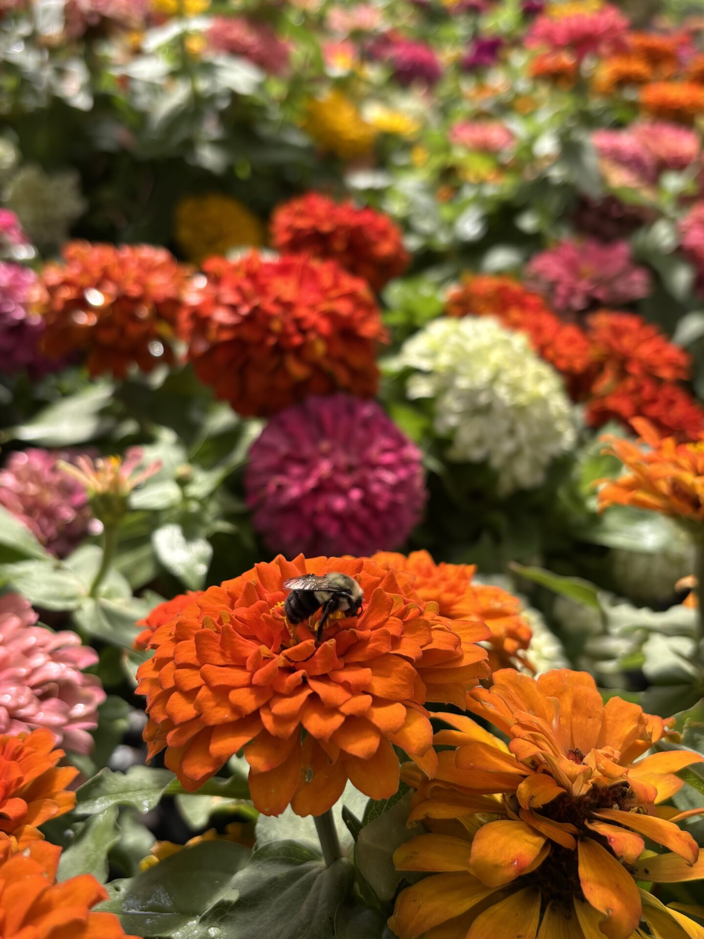 A close-up of a bee on a vibrant orange flower amidst a colorful garden with lush green leaves in the background.