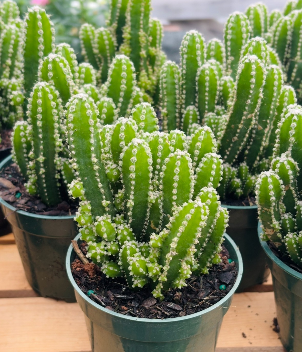 Green cacti with white dots in small pots are displayed on a wooden surface, showcasing a vibrant and textured appearance.