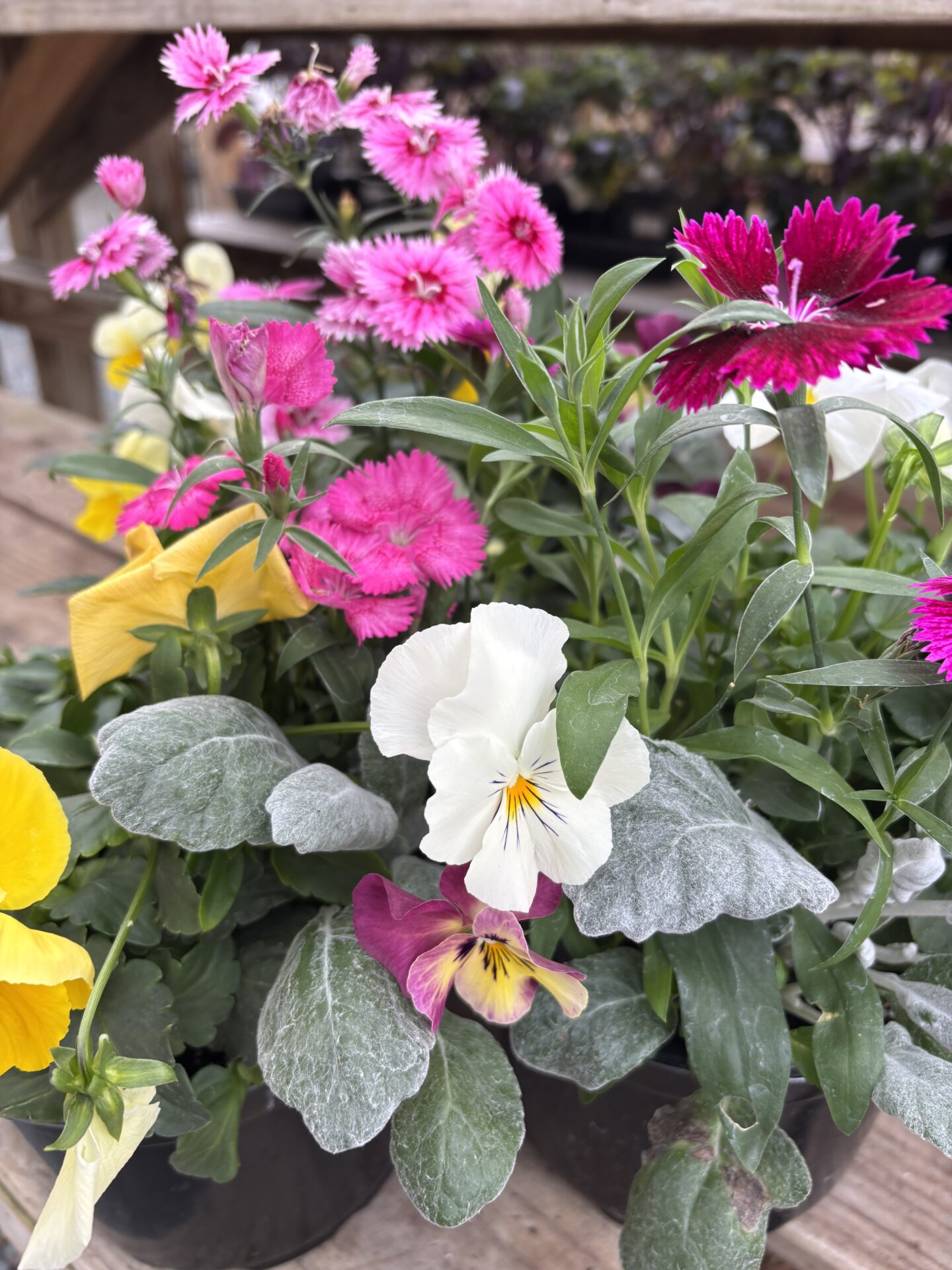 Colorful pansies and pink flowers in a potted arrangement on a wooden table, with blurred background foliage.