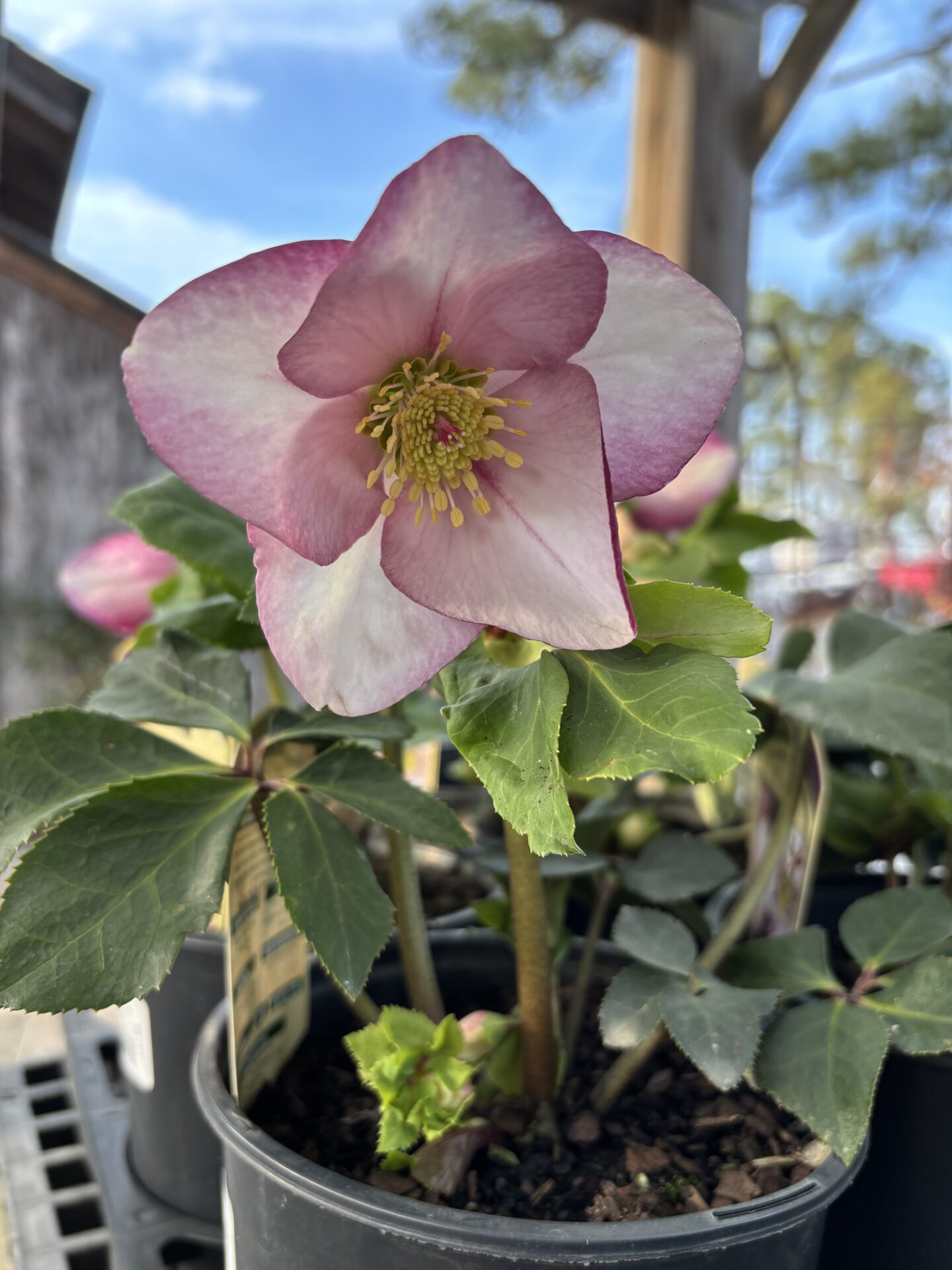 A close-up of a pink and white flower in a pot, with green leaves and a blurred outdoor background under blue sky.