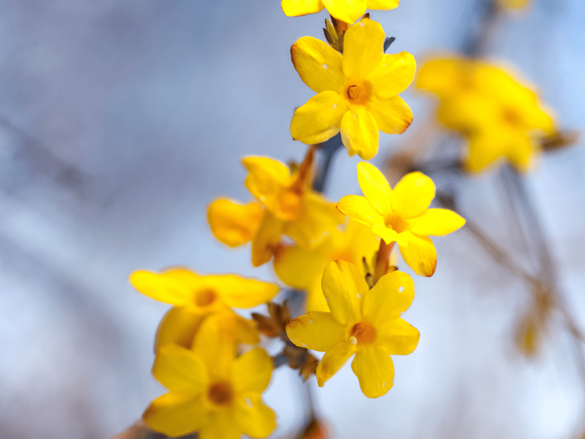 The First Signs of Spring: Top Five Early Blooming Shrubs in the ...