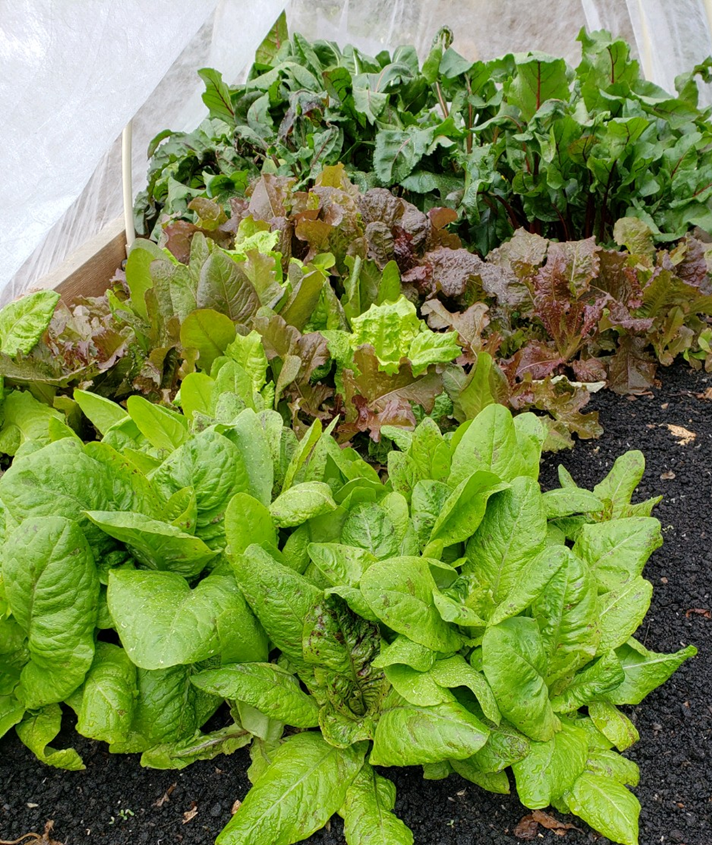 A lush vegetable garden with vibrant green and purple leafy vegetables, possibly lettuce and spinach, growing under a protective translucent cover.