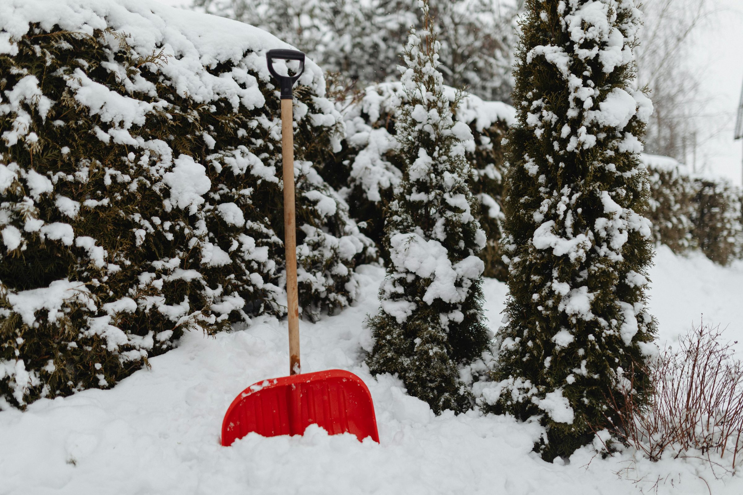 A red snow shovel stands upright in a snowy garden, surrounded by snow-covered shrubs and evergreen trees.